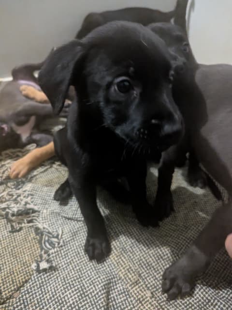 German Shephard Mix Puppies - 9 - 1736868694069_1000012595