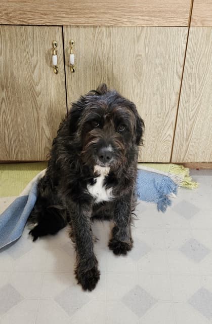 Purebred Labradoodle  - 2 - 1737597996363_1000004054