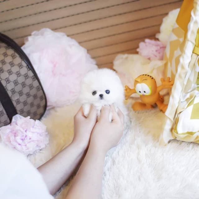 Photo of Toy Face looking Teacup Pomeranian puppies