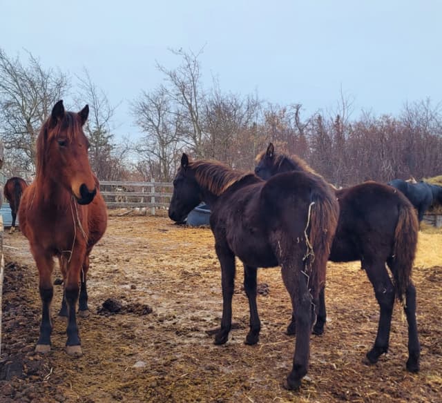 1/2 Friesian 2024 colts and filly - 6 - 1738050243533_1000058996