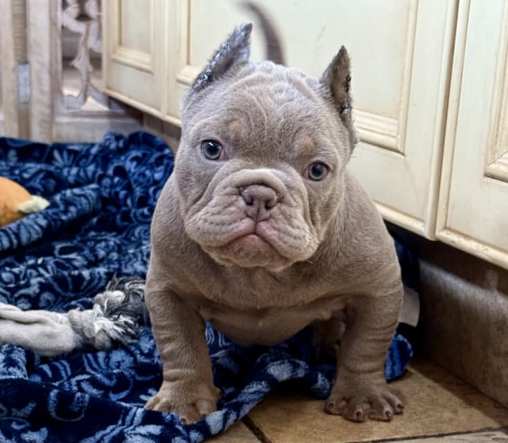 Photo of Exotic Micro bullies 