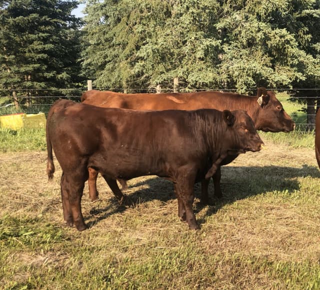 Red Poll Bulls - 5 - 1738359452150_78 L
