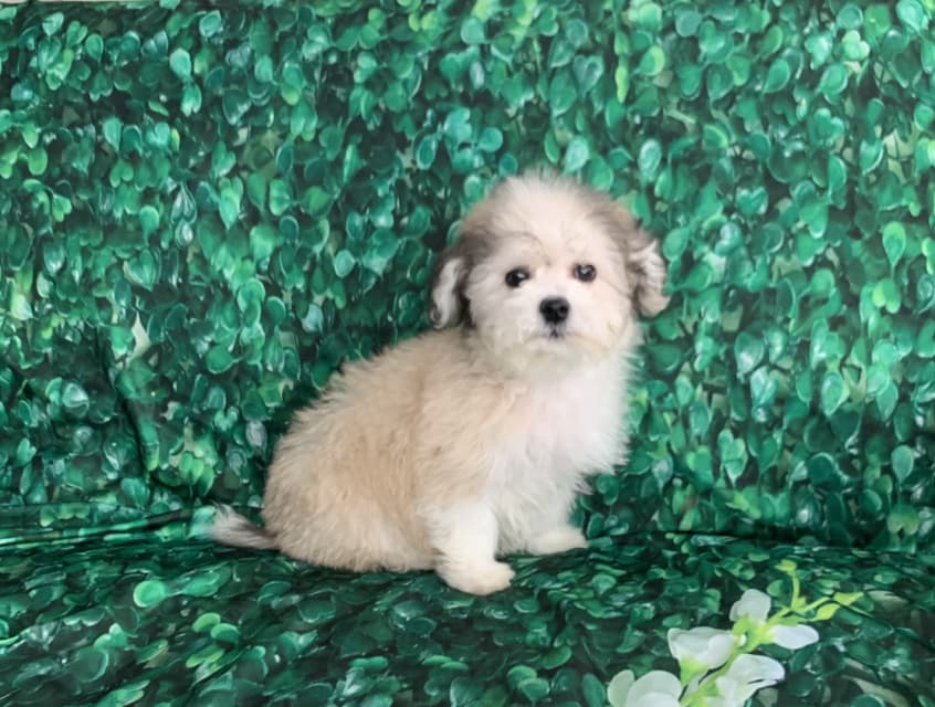 Photo of Bichon shih tzu puppies