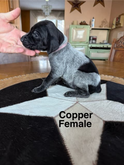 German shorthair pups for sale  - 7 - 1740085224694_IMG_0404