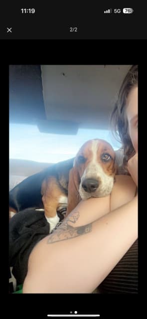Basset hound for sale  - 2 - 1740248903888_IMG_4196