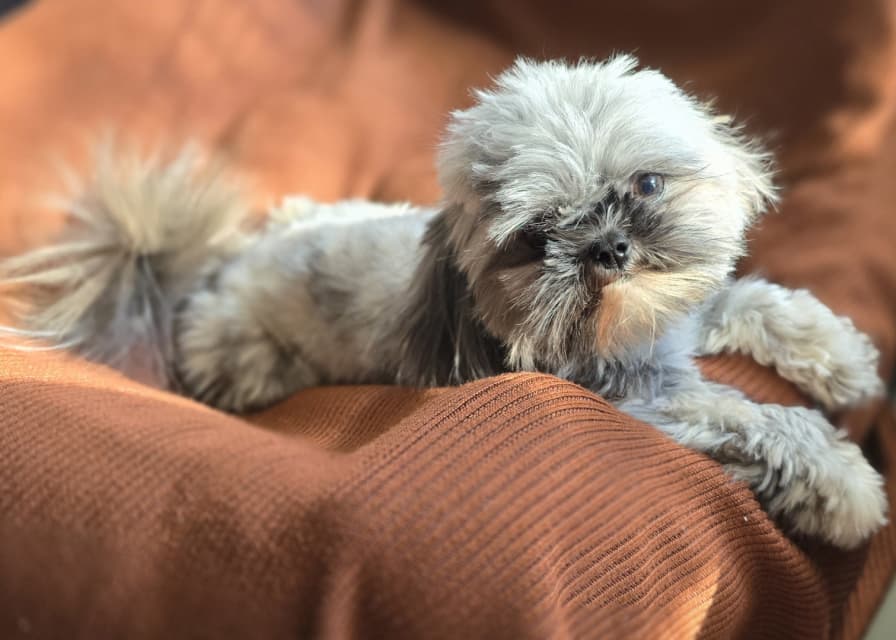 Photo of Bichon shihtzu 