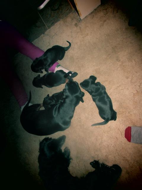 Photo of five purebred non registered dachshund puppies for sale 