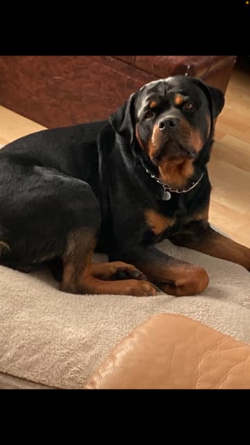 Photo of Rottweiler male 14mnths old