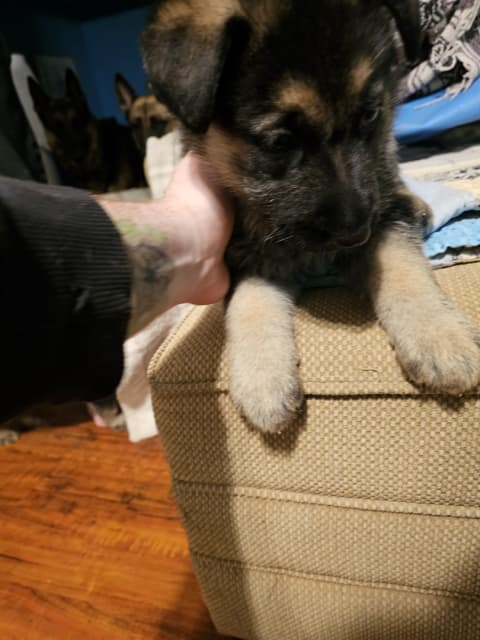 Purebred German shepherd pups - 5 - 1741914086104_20250310_203620
