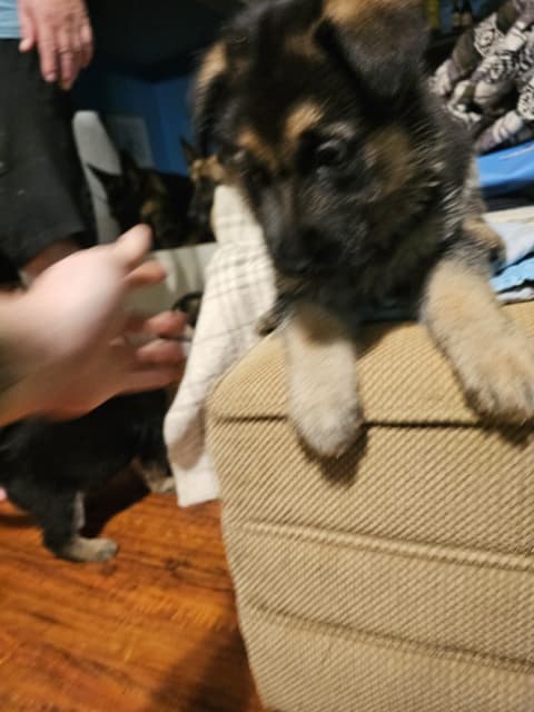 Purebred German shepherd pups - 2 - 1741914086104_20250310_203621
