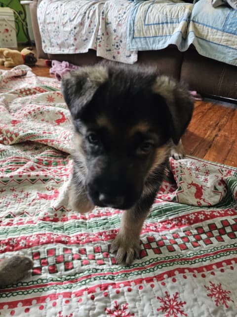 Purebred German shepherd pups - 3 - 1741914086104_20250312_162925