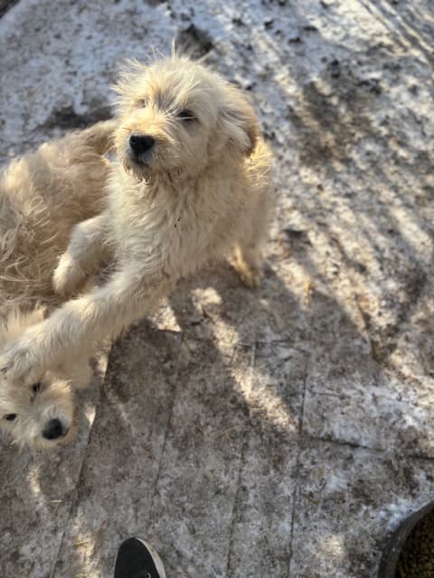Komondor/Maremma LGD pup - 1 male - 1 - 1742142517463_IMG_8683