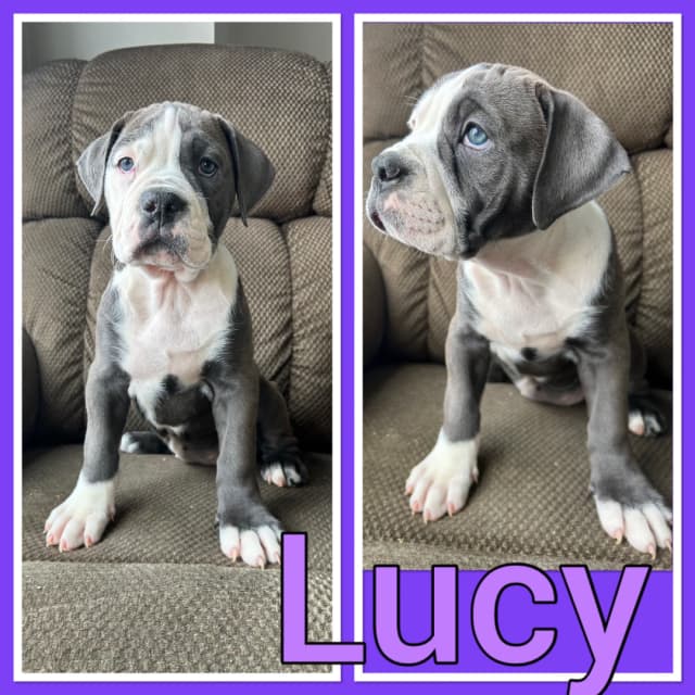 Olde English Bulldog puppies - 2 - 1742144713127_IMG_6419
