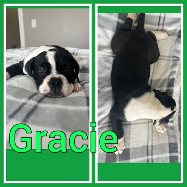 Olde English Bulldog puppies - 10 - 1742144713128_IMG_6103