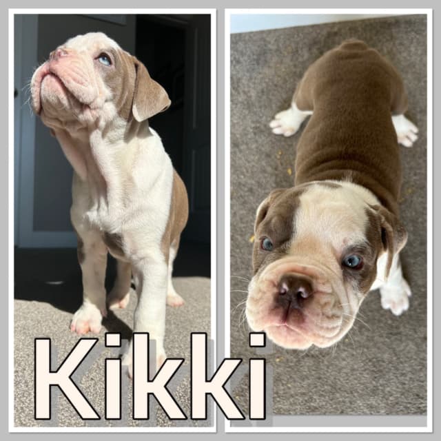 Olde English Bulldog puppies - 9 - 1742144713128_IMG_6140