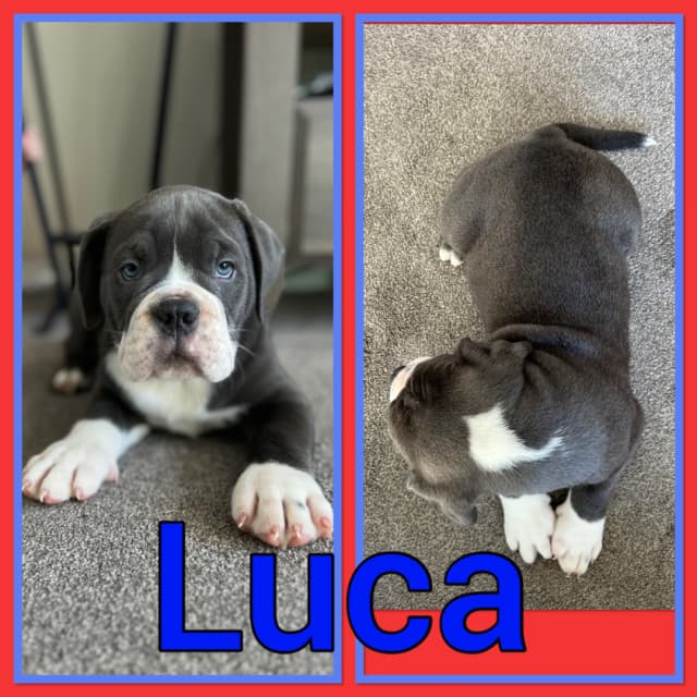 Olde English Bulldog puppies - 8 - 1742144713128_IMG_6193