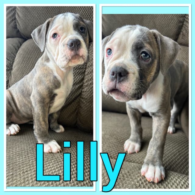 Olde English Bulldog puppies - 6 - 1742144713128_IMG_6345