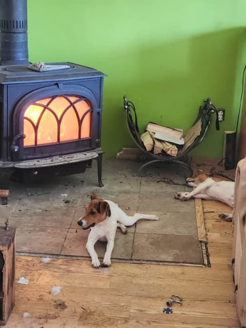 Jack Russell Terrier Pups - 2 - 1742232948141_parentsb