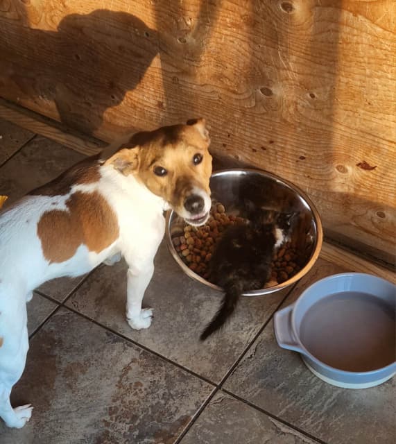 Jack Russell Terrier Pups - 3 - 1742232963118_trackerb