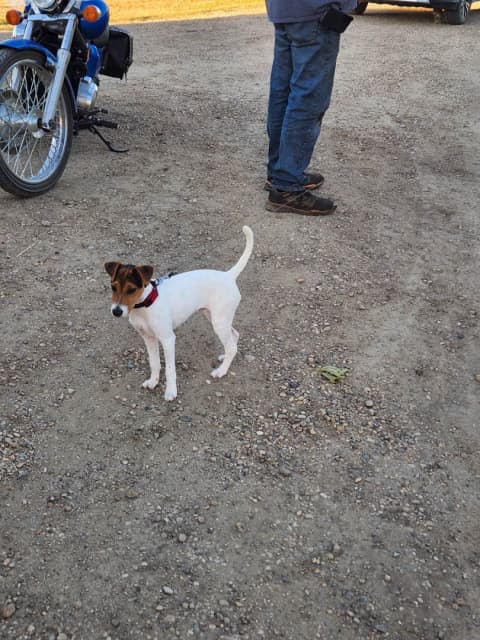 Jack Russell Terrier Pups - 4 - 1742232972738_ruby1