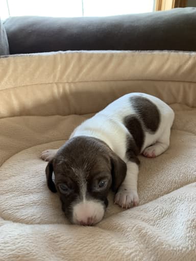 Photo of Miniature Dachshund Puppies  - 2