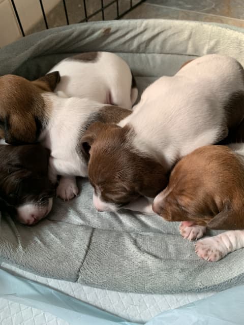 Photo of Miniature Dachshund Puppies 