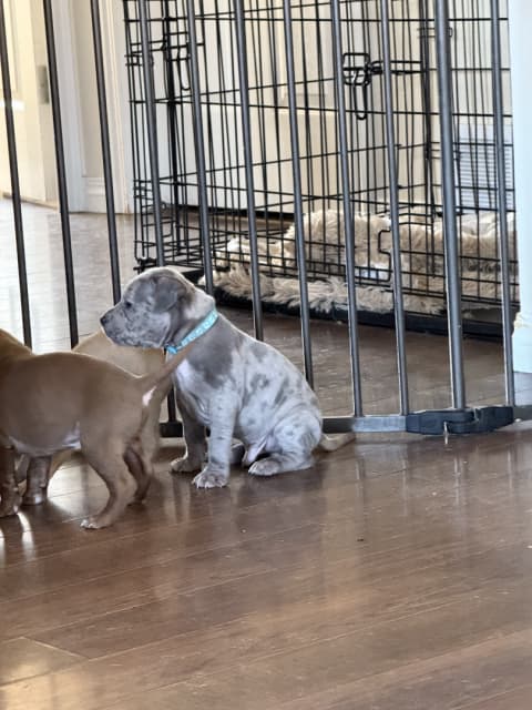 Photo of American Bully Puppies! 