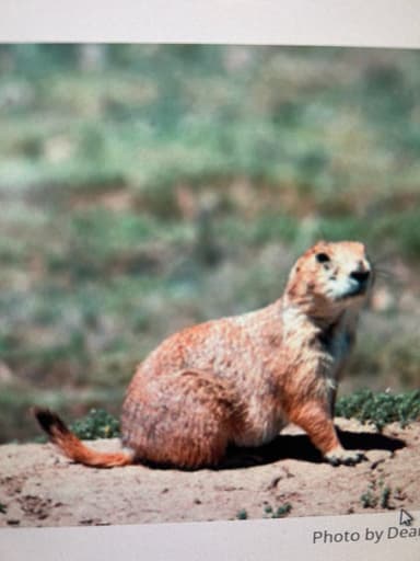 Photo of Pasture Land Pest (gopher +) control. (free) 