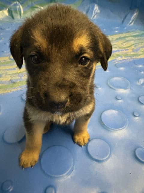 Puppies for sale - 3 - 1743032060605_IMG_9920