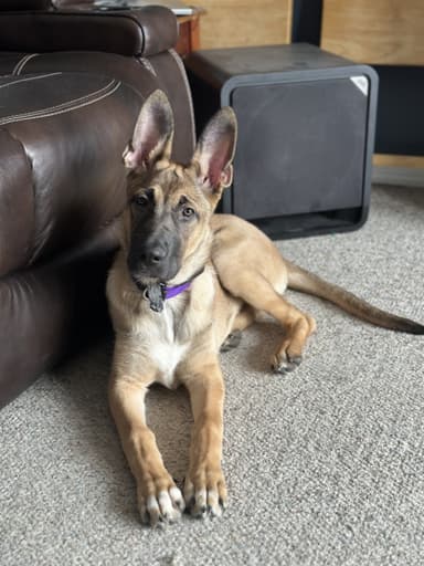 Photo of 6 month old female Belgian shepherd  - 2