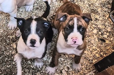 Photo of  PitbullTerrier Puppies - 2