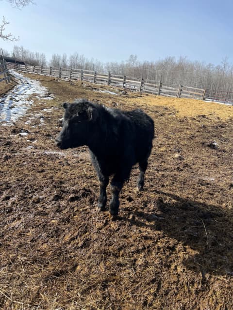 Yearling Angus bull - 2 - 1743881643010_thumbnail_IMG_6284