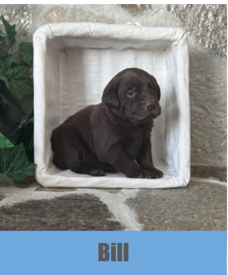 Photo of Labrador Puppies for Sale!