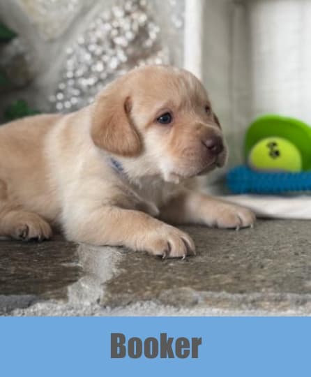 Photo of Labrador Puppies for Sale!
