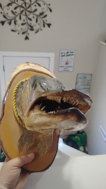 Photo of Northern Pike mount - 2