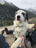 Photo of Proven Stud Australian Shepherd/ Border Collie (Description Below)
