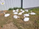 Photo of G&H MAGNUM 27" SNOW GEESE DECOYS 27" DELUXE USA MADE,