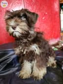 Photo of Liver and tan miniature Schnauzers