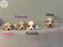 Photo of Discover Your Perfect Hypoallergenic Companion at Maltese of Paradise!