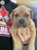 Photo of Beautiful XL blue and blue fawn Puppies