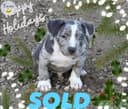 Photo of ABKC American Bully Puppies