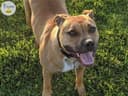 Photo of Looking for Furever Home