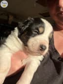 Photo of ASDR registered miniature Aussies (2 with blue eyes)