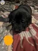 Photo of Pure hunting Labrador puppy’s from proven professional hunting dogs