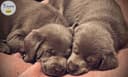 Photo of Silver/Chocolate labs