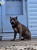 Photo of Bullies for sale