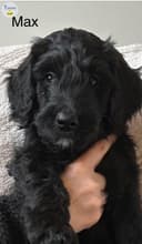 Photo of Golden doodles !