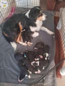 Photo of Bernese puppies
