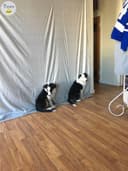 Photo of Two left! Border/Aussie