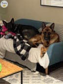 Photo of Majestic German Shepherd Puppies for Sale